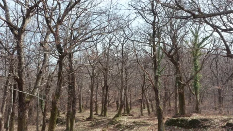 Forest of chestnut trees in winter - bare branches and trunks of deciduous park Stock Footage 232832524