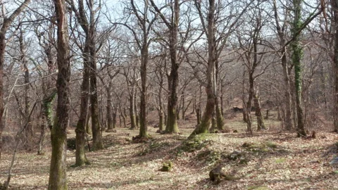 Forest of chestnut trees in winter - bare branches and trunks of deciduous park Stock Footage 232837036
