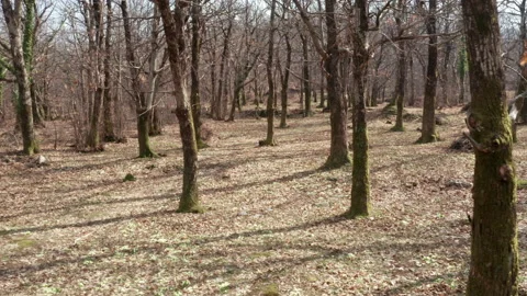Forest of chestnut trees in winter - bare branches and trunks of deciduous park Stock Footage 232882870