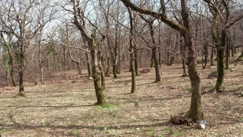 Forest of chestnut trees in winter - bare branches and trunks of deciduous park Stock Footage 232888961
