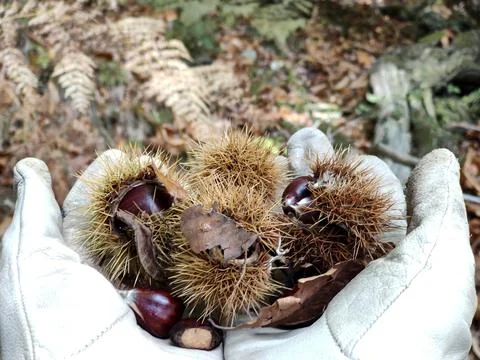 Forest chestnuts in the hands of a man in the forest Stock Photos