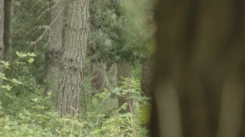 Forest in Chile Stock Footage 125078272