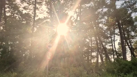 Forest Cinematic Road Beam Sun Light Background Stock Footage 339953032