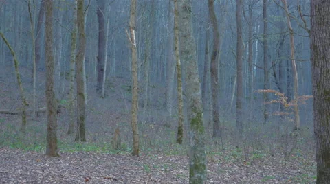 Forest Cinematic Woods Rich Workable Colors Original Stock Footage 57205366
