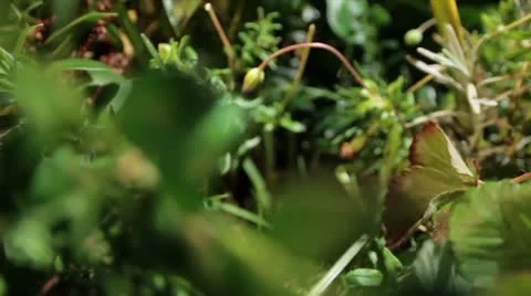 Forest to city Video stock 11515320