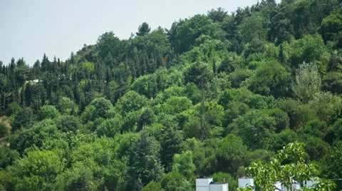 Forest in the City Stock Footage 25591117