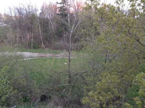 Forest in the City Stock-Fotos