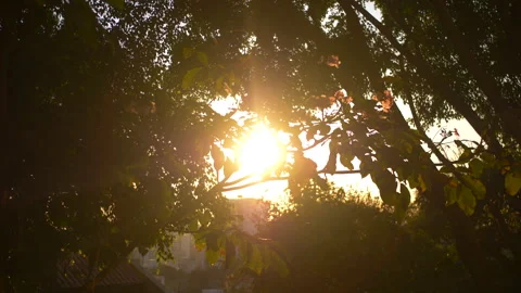 Forest City Warm Light Sunset 4K Stock Footage 280057384