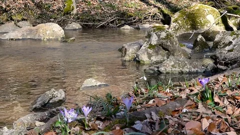 Forest clean 動画素材 126397662