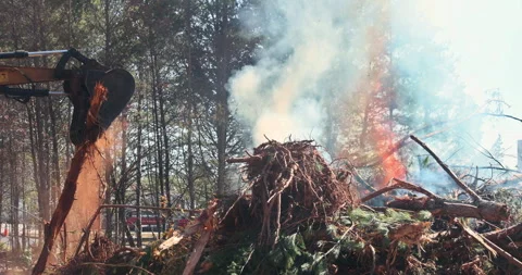 Forest cleanup effort involves machinery and fire as debris is burned near a Stock Footage 319843015