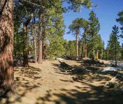 A forest with a clear blue sky Foto stock