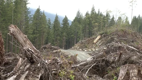 Forest clear cut long shots Stock Footage 75249489