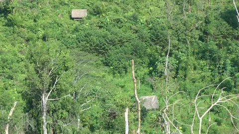 Forest clearance, Malaysia Vidéo 70790419