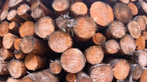 Forest clearance, stove woods in stack, timber industry Stock Footage 114909476