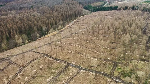 The forest is cleared. Drought and heat, storms and bark beetles have damaged Stock Footage 153483563