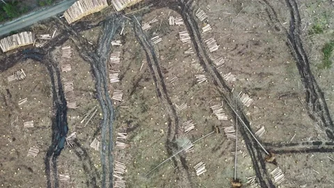 The forest is cleared. Drought and heat, storms and bark beetles have damaged Stock Footage 154327132