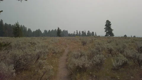 Forest Clearing 02 UHD Stock Footage 178565615