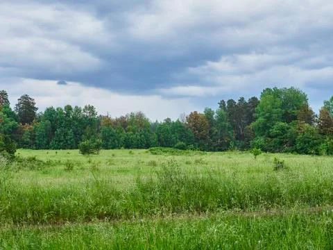 Forest clearing after rain Stock Photos