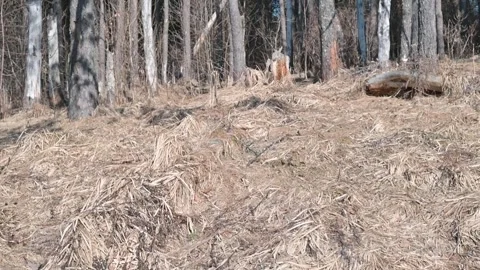 Forest clearing area, focusing on moving logs and stumps on a sloped terrain 스톡 동영상 337642933