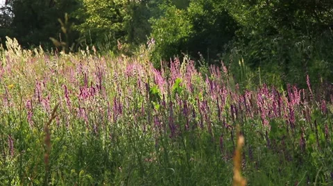 Forest clearing in bloom Stock Footage 8766364