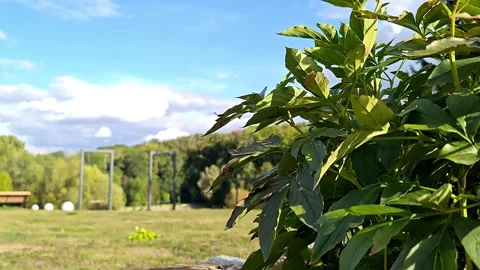 Forest clearing, clouds floating by, sunny day, acceleration Stock Footage 317403983