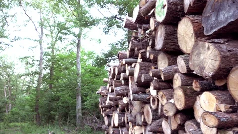 Forest clearing. Cut wood logs. Stockbeeldmateriaal 90379295