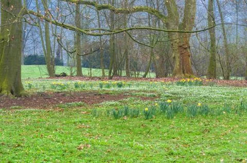 Forest clearing with daffodils Stock Photos
