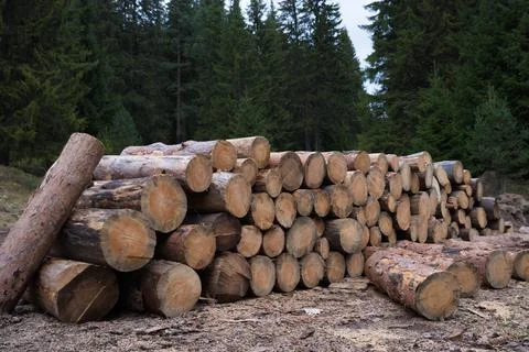 Forest clearing of dead trees, destroyed by bark beetle. Ecological problem. Stock Photos