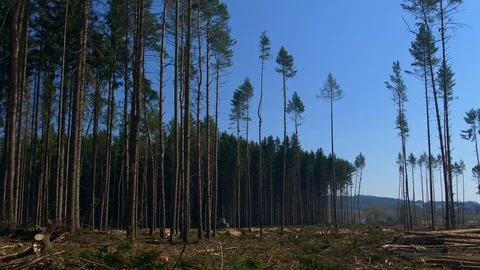 Forest clearing devastated by bark beetle 動画素材 126550982