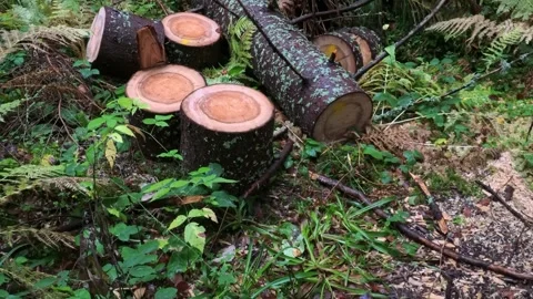 Forest clearing with felled trees Stock Footage 306296582