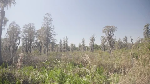 A Forest Clearing in Florida Scrub Lands Stock Footage 93249270