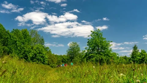 A forest clearing. Stock Footage 155249684