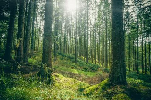 Forest clearing in a green forest Stock Photos