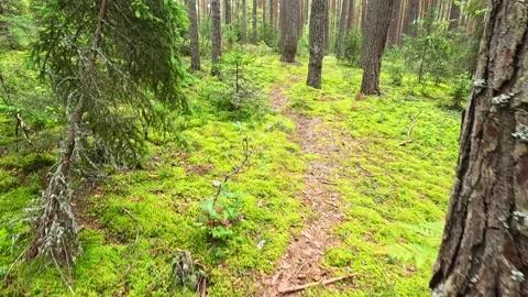 Forest clearing with green moss and tree trunks Video stock 318068494