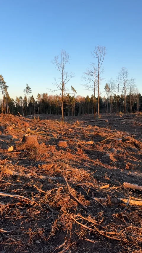 Forest clearing. Illegal deforestation landscape. Illegal logging. Stock Footage 269894601