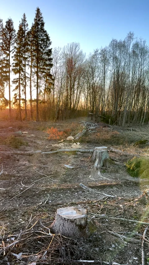 Forest clearing. Illegal deforestation landscape. Illegal logging. Stock-Footage 269894716
