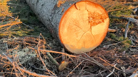 Forest clearing. Illegal deforestation landscape. Illegal logging. Stock-Footage 269894881