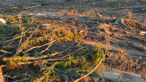 Forest clearing. Illegal deforestation landscape. Illegal logging. Stock-Footage 269895285