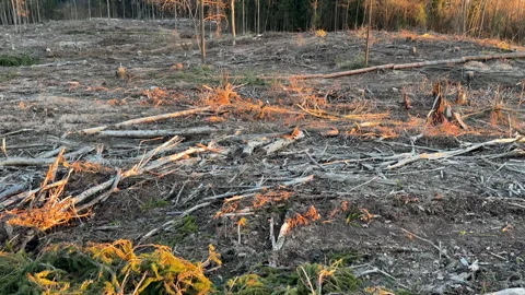 Forest clearing. Illegal deforestation landscape. Illegal logging. Stock-Footage 269895563