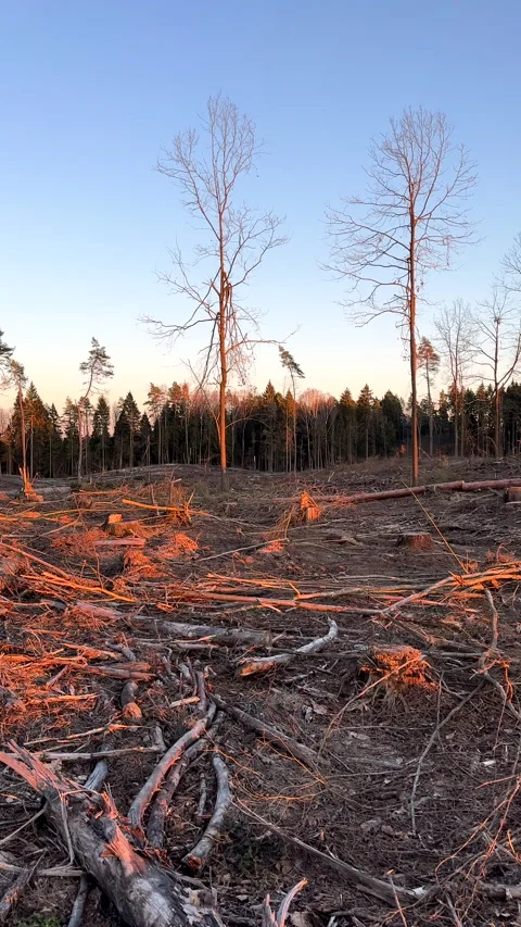 Forest clearing. Illegal deforestation landscape. Illegal logging. Stock-Footage 269896429
