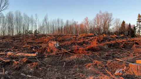 Forest clearing. Illegal deforestation landscape. Illegal logging. Stock-Footage 269896652