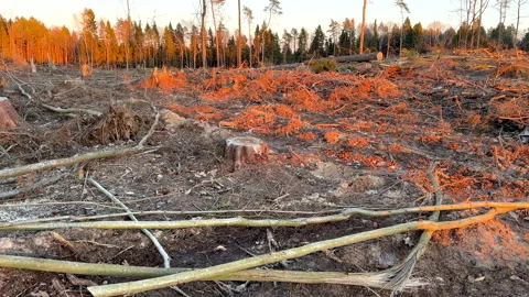 Forest clearing. Illegal deforestation landscape. Illegal logging. Stock Footage 269896933