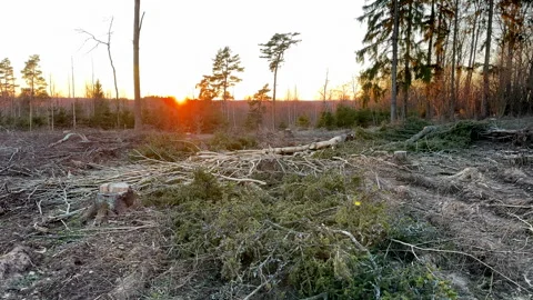 Forest clearing. Illegal deforestation landscape. Illegal logging. Stock-Footage 269897752