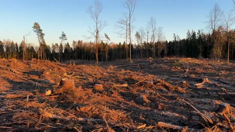 Forest clearing. Illegal deforestation, logging. Stock-Footage 269894859