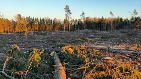 Forest clearing. Illegal deforestation, logging. Stock-Footage 269895318