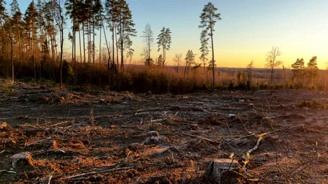 Forest clearing. Illegal deforestation, logging. Stock Footage 269895422