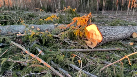 Forest clearing. Illegal deforestation, logging. Stock-Footage 269895765