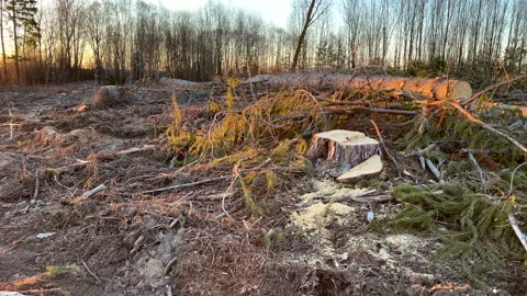Forest clearing. Illegal deforestation, logging. Stock-Footage 269896031