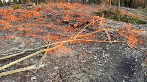 Forest clearing. Illegal deforestation, logging. Stock-Footage 269897152
