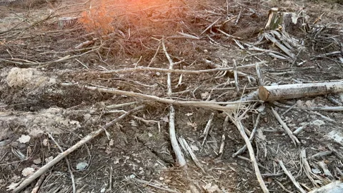 Forest clearing. Illegal deforestation, logging. Stock-Footage 269897238